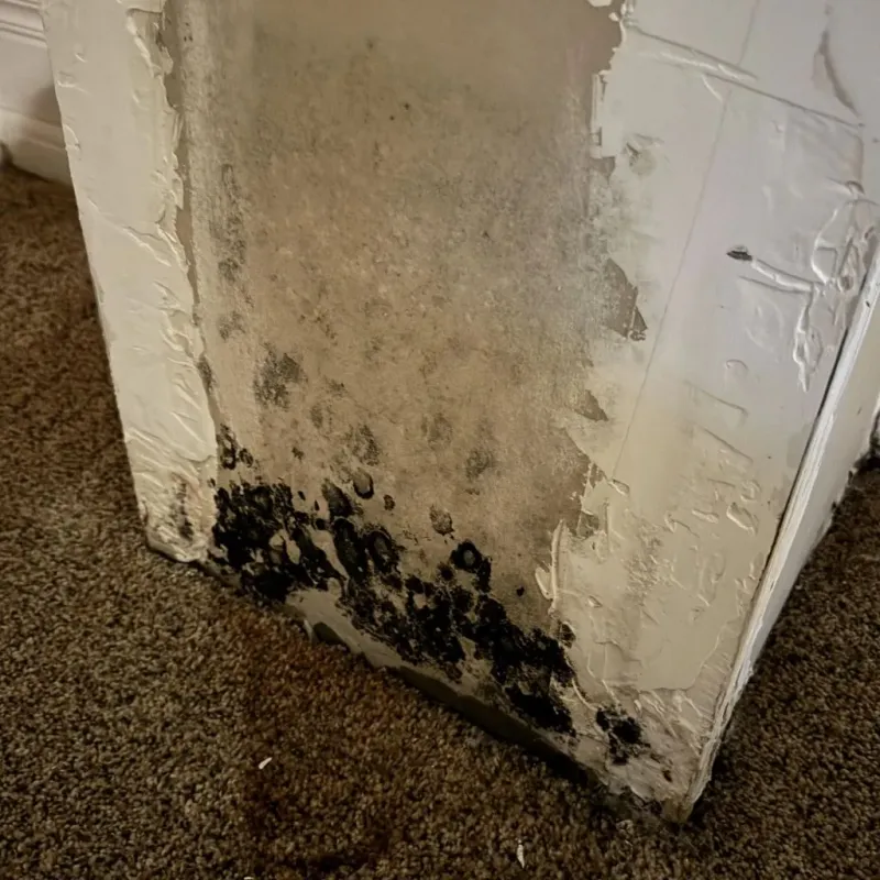 Professional Mold Removal in South Jacksonville, IL